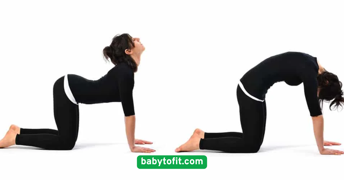 Cat-Cow Stretch to Enhance Spinal Mobility and Relaxation